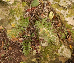 Asplenium aethiopicum