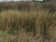 Cladium mariscus