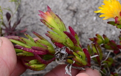 Lampranthus fergusoniae