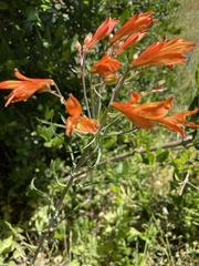 Alstroemeria ligtu
