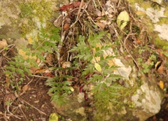Asplenium aethiopicum