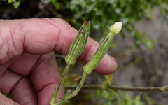 Silene undulata