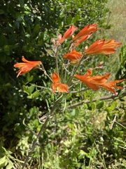 Alstroemeria ligtu