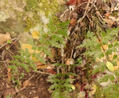 Asplenium aethiopicum