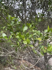 Psydrax obovata elliptica