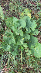 Alcea rosea