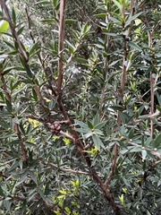 Leptospermum continentale