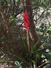 Aechmea distichantha