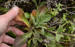 Silene undulata