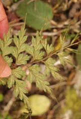 Asplenium aethiopicum