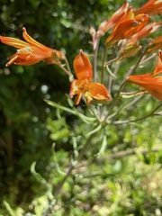 Alstroemeria ligtu