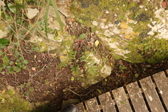 Asplenium aethiopicum