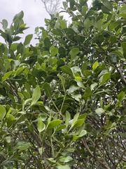 Psydrax obovata elliptica
