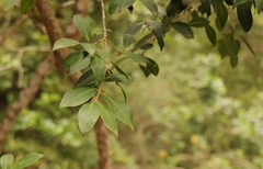 Chionanthus foveolatus