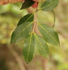 Chionanthus foveolatus
