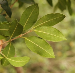 Chionanthus foveolatus