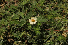 Kallstroemia rosei