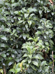 Metarungia longistrobus