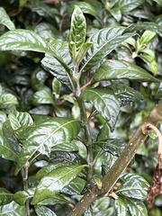 Metarungia longistrobus