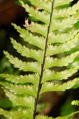 Hymenasplenium pubirhizoma