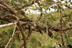 Chionanthus foveolatus