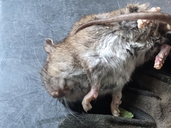 Muroidea