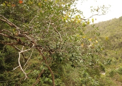 Chionanthus foveolatus