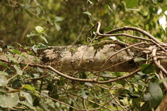 Chionanthus foveolatus