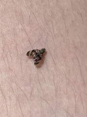 Austrotephritis fuscata