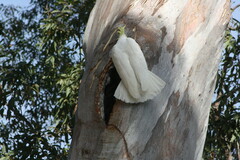 Cacatua galerita galerita