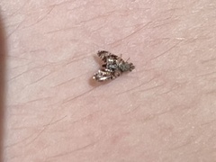 Austrotephritis fuscata