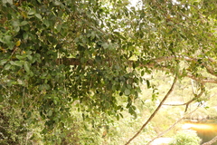 Elaeodendron croceum