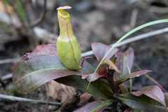 Nepenthes mirabilis