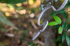 Ahaetulla prasina