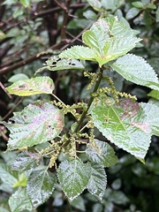 Acalypha glabrata