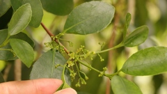 Elaeodendron croceum