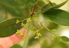 Elaeodendron croceum