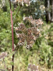 Phacelia secunda