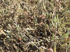 Atriplex portulacoides