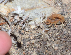 Parabuthus planicauda