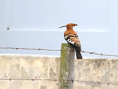 Upupa epops africana