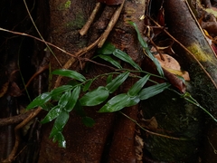 Pothos longipes