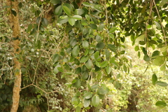 Elaeodendron croceum