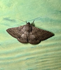 Eudesmeola lawsoni