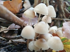 Hemimycena lactea