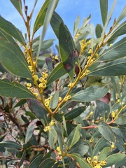 Acacia obliquinervia