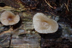 Mycena maculata
