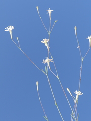 Silene portensis