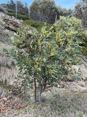 Acacia obliquinervia