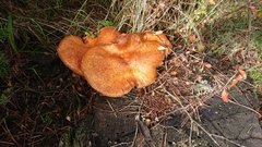 Gymnopilus junonius